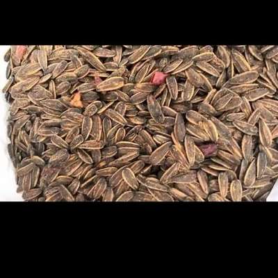 山核桃瓜子與五香瓜子 兩種風(fēng)味瓜子的視覺與味覺之旅